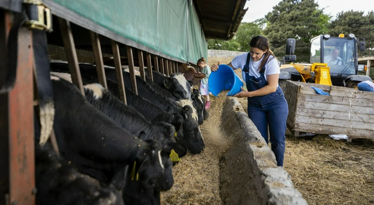 Wsypywanie paszy dla bydła