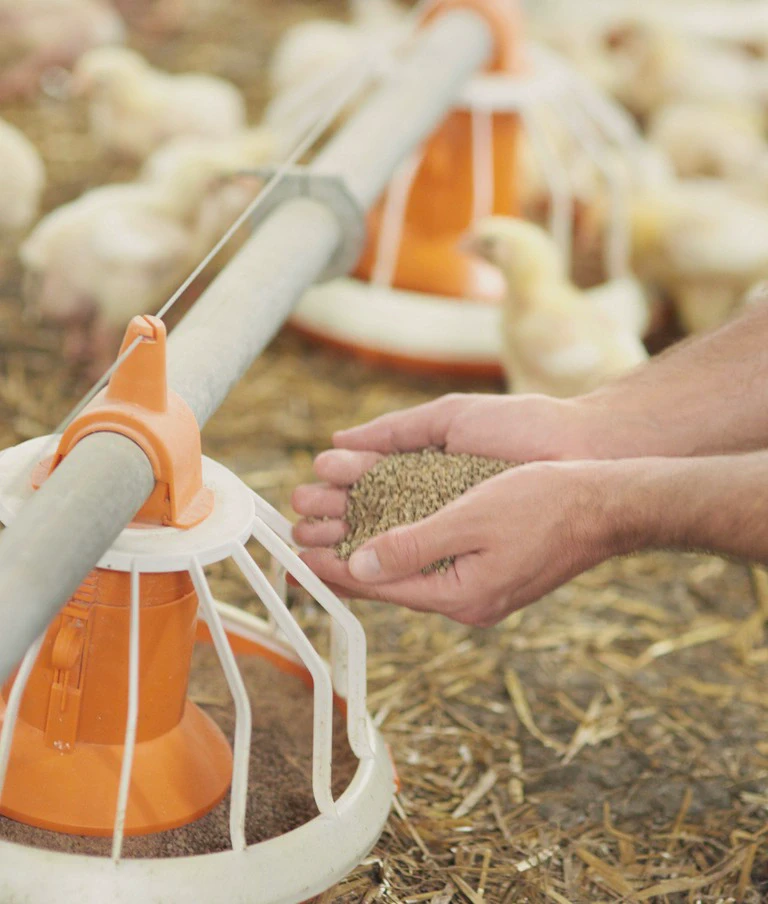 Dokarmianie paszą zwierząt